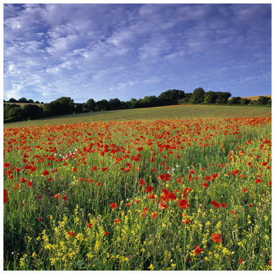 Field of Flowers