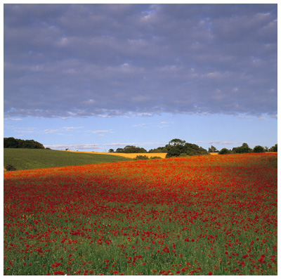 Spotlit Poppies