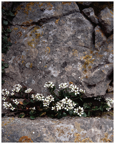 Flowers & Rock, Gower