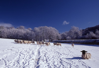 Winter Morning