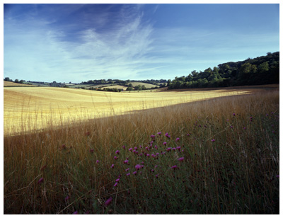 Smalldean