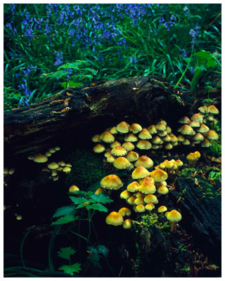 Sulphur-Tufts