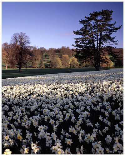 A host of Narcissus 