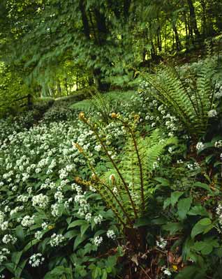 Wild Garlic