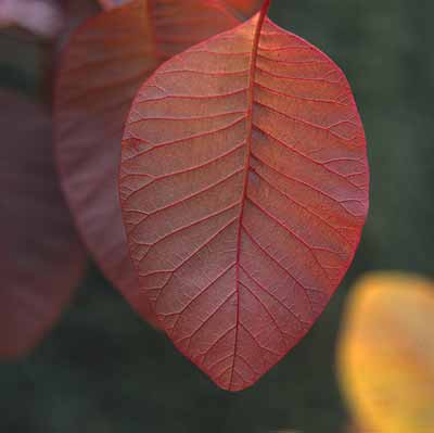 Winter Leaf