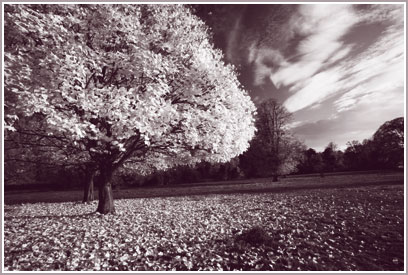  Hughenden Park MG 7736