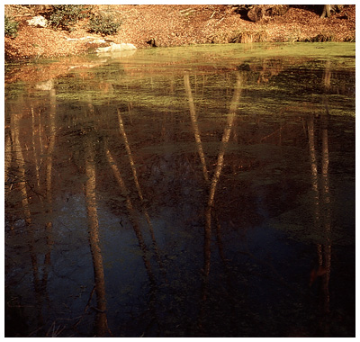 Woodland Pond