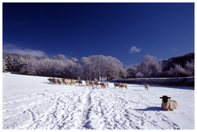Woolly Jumpers