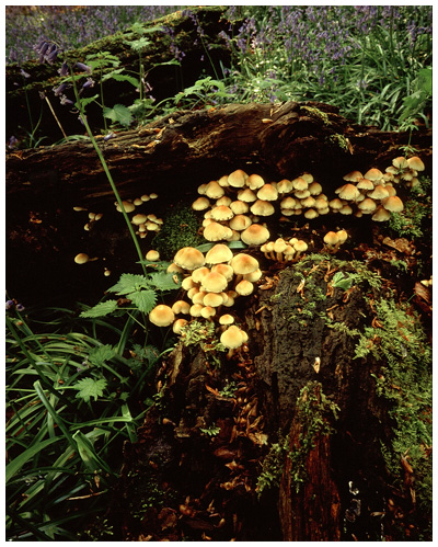 Woodland Detail