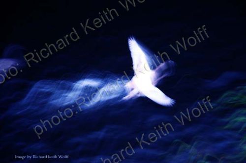 Swan in flight 