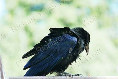 Raven, corvus corax