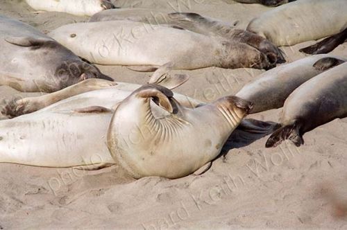 Elephant seal exercising 
