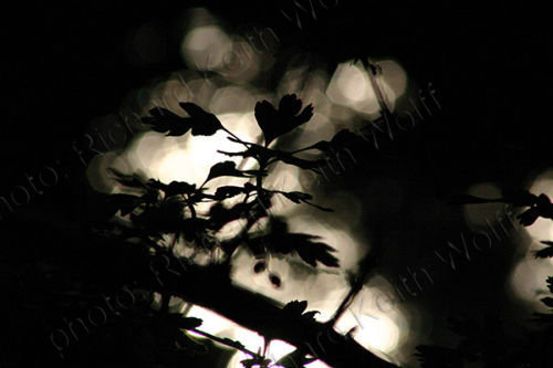 Hawthorn by the River Ver