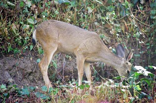 Mule deer, Odocoileus hemionus 