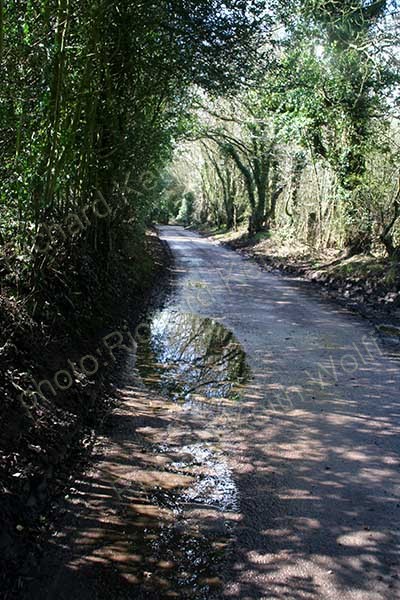 Country lane with puddle
