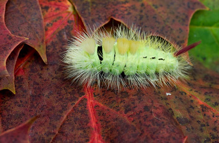 Pale Tussock Moth Larva