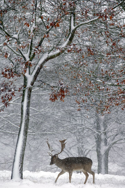 First-Winter