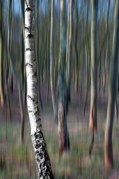 Birch in spring