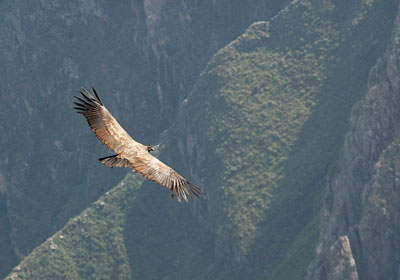 condor-cruz