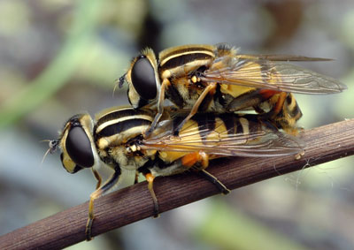 sunflies
