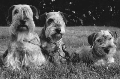The first Ridley Cesky Terriers