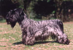 Diana Bohemia Regent