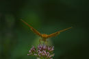 Fritillary Butterfly