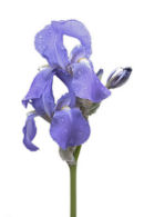 Blue Iris