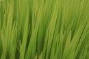 Green leaves