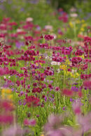 Drift of flowers