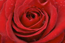 Red Rose