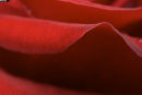 Rose Petal