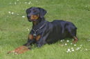 Dobermann