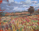 Preston Montford, September field.
