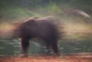 Abstract Bear