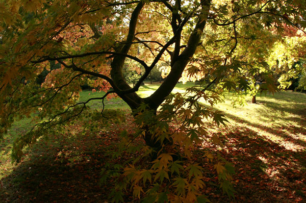Acer splendour.