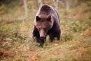 Advancing Bear 2