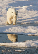 Advacing Polar Bear