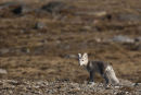 Arctic Fox