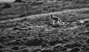 Arctic Fox