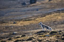 Arctic Fox
