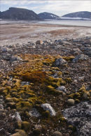 Arctic Shore.
