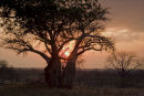 Baobab sunset