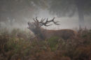 Baying Stag 2