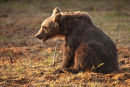Bear Cub.