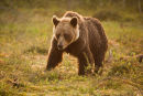 Morning Bear