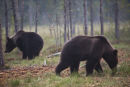 Bears occupied.
