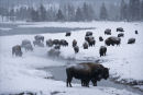 Bison on the Madison River