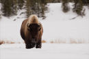 Bison 