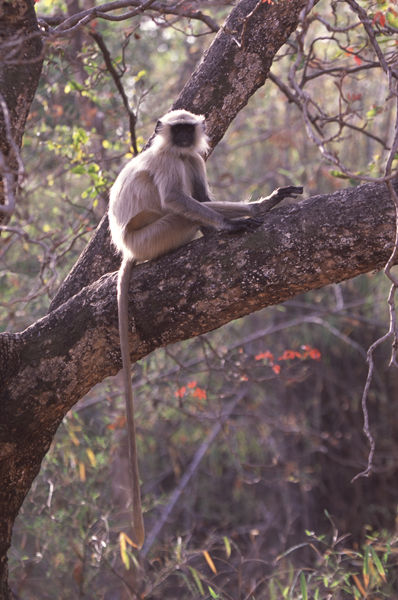 Black faced Languar